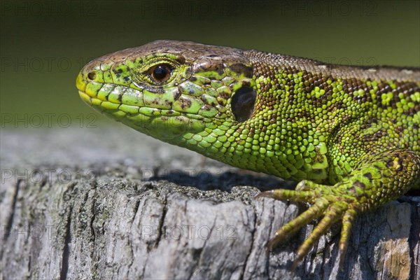 Sand lizard