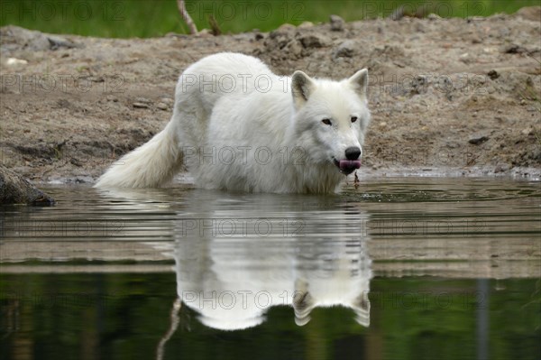 Arctic wolf