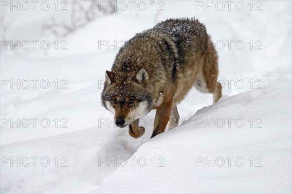 European Gray wolf