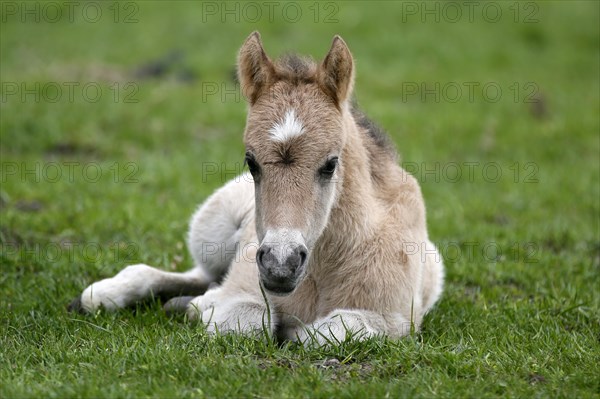 Wild Horse Duelmen