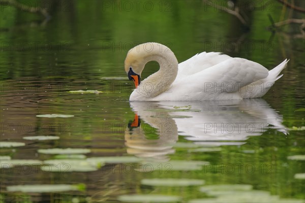 White swan