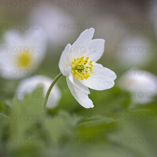 Wood Anemone