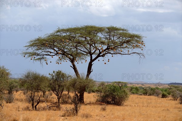 Weaver bird nest in Acacia tree