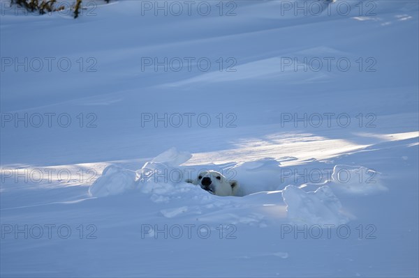 Polar bear