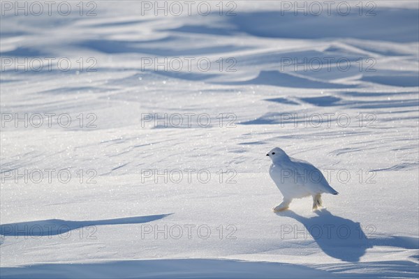 Willow ptarmigan