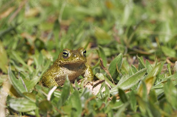 Natterjack Toad