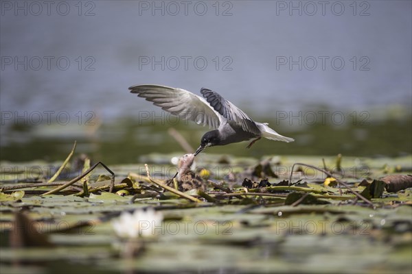 Black tern