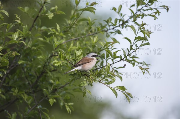 Red-backed Shrike