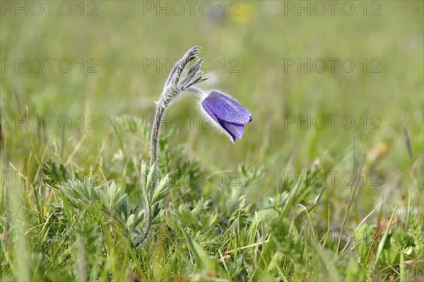 Pasque flower