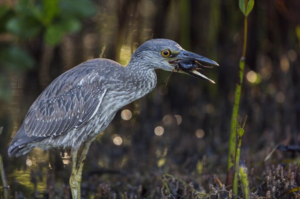 Crab Heron