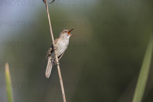 Great Reed Warbler