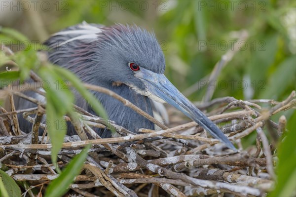 Tricolored heron