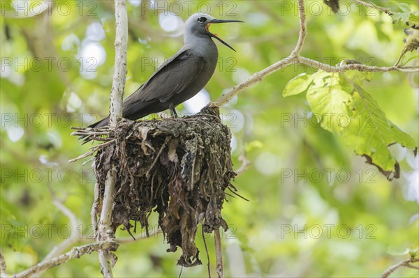 Lesser noddy