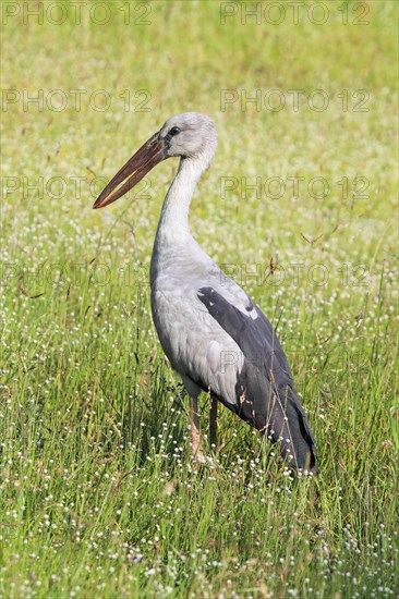 Asian Openbill