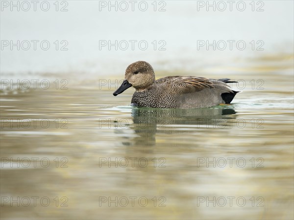 Gadwall