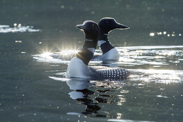 Great Northern Loon