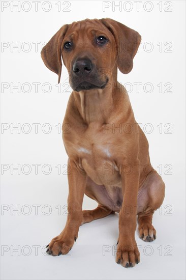 Rhodesian Ridgeback