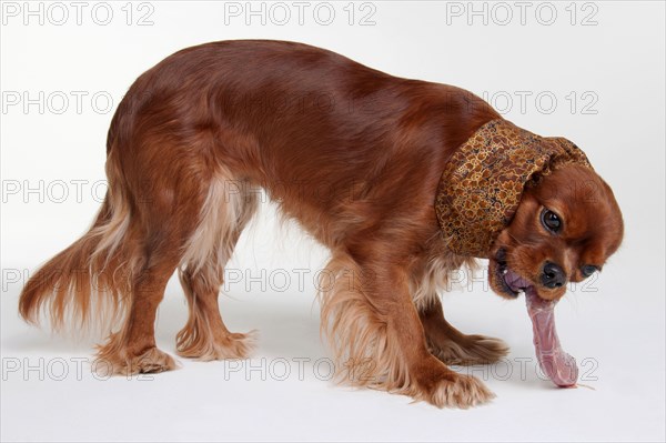 Cavalier King Charles Spaniel