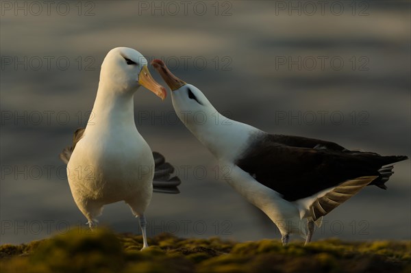 Black-browed Albatross