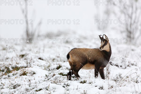 Chamois