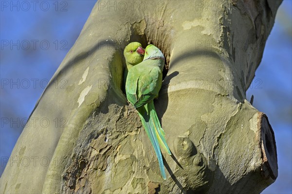 Rose-ringed parakeet