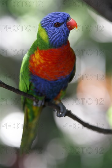 Swainson's Lorikeet