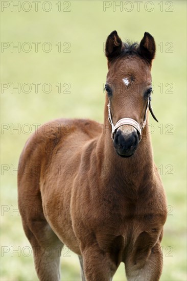 English thoroughbred horse