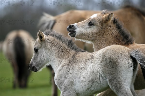 Wild Horse Duelmen