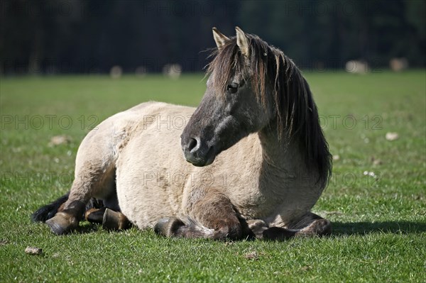 Wild Horse Duelmen