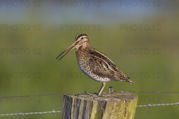 Common snipe