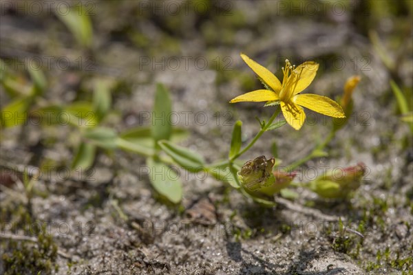 Hypericum humifusum