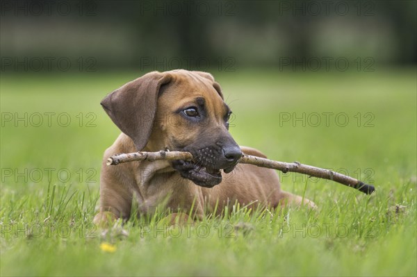 Rhodesian Ridgeback