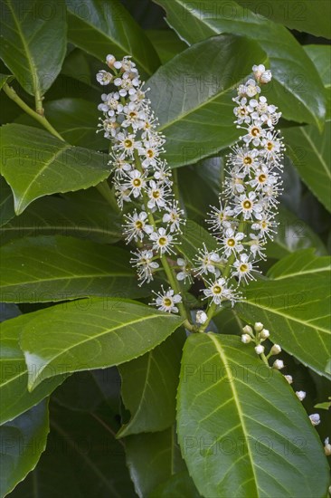 Cherry Laurel