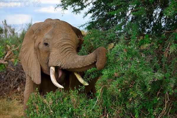 African elephant