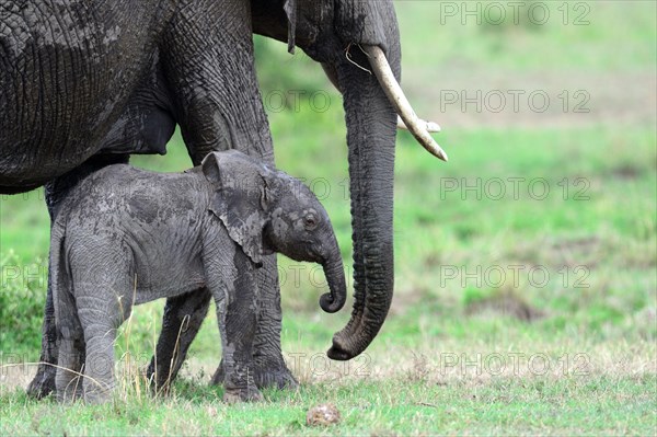 African elephan