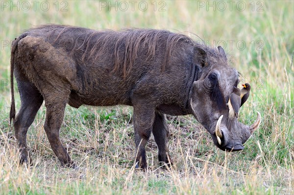 Warthog