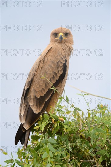 Tawny eagle