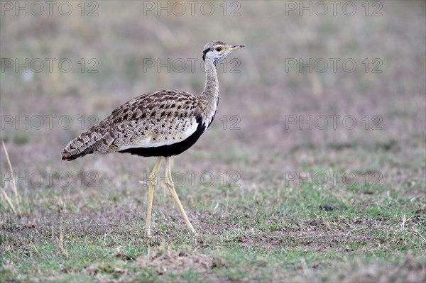 Black-bellied Bustard