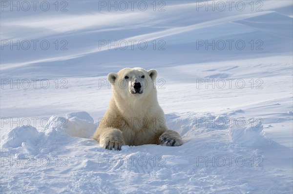 Polar bear