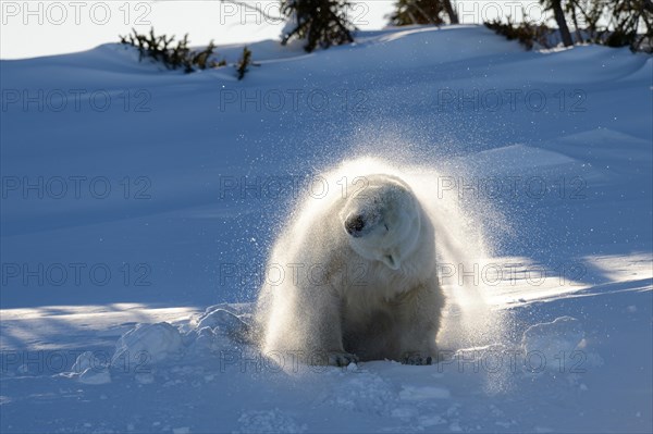 Polar bear