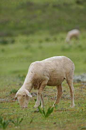 Merino sheep