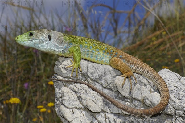 Scaled lizard