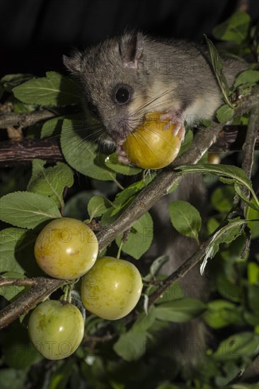 Edible dormouse