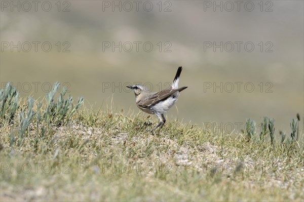 Isabelline Wheatear