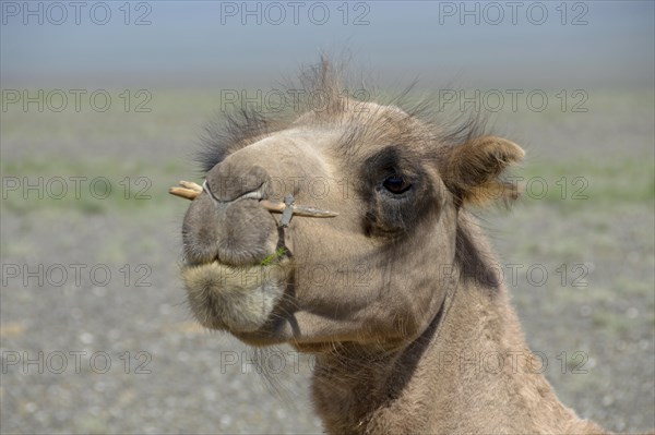 Bactrian camel