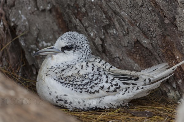 White-tailed tropicbird