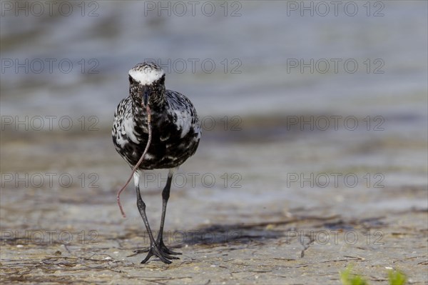 Black-bellied Plover