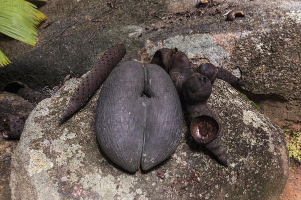 Female and male parts of the Coco de Mer