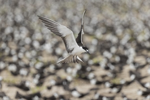 Russian Tern