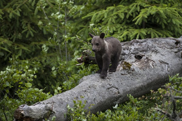 Young brown bear